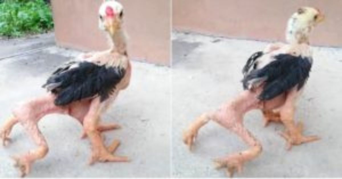 Rod Ma, el pollo que nació con cuatro patas y sobrevivió