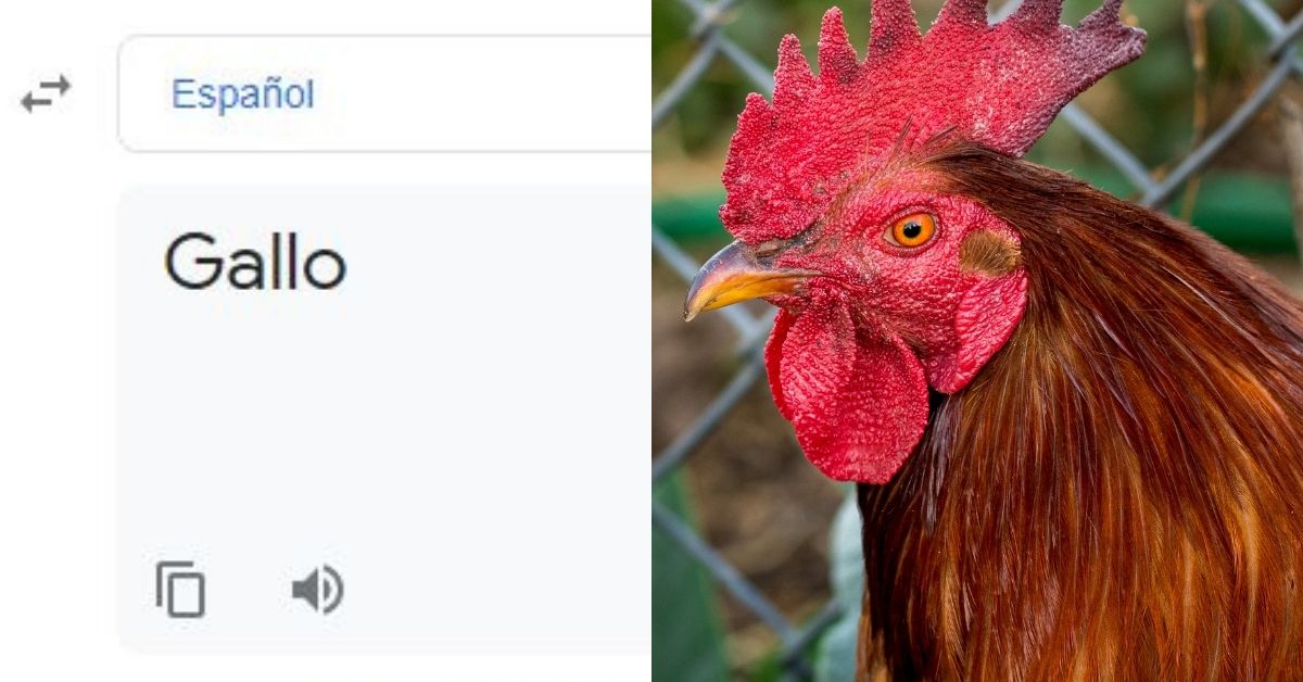 ¿Has escuchado al traductor de Google decir 'gallo'? No pararás de reír