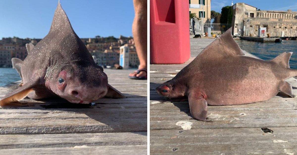 Hallaron un extraño pez con cabeza de cerdo y cuerpo de tiburón